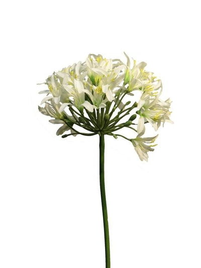 Van Manen Agapanthus Senna