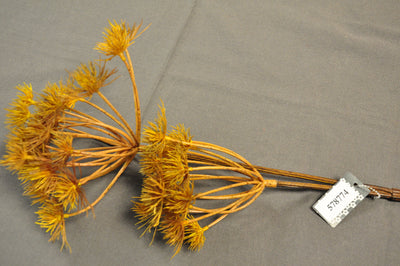 Van Manen Heraclaeum x 2