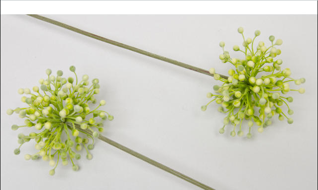 Van Manen Star Allium