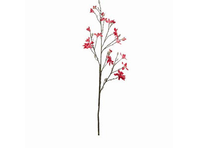 Riverdale Magnolia ster