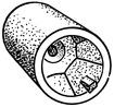 Plastimo Conische Moer Anode