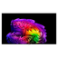 LG OLED83G67LW.AEU