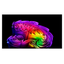 LG OLED77G67LW.AEU
