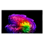LG OLED97G67LW.AEU